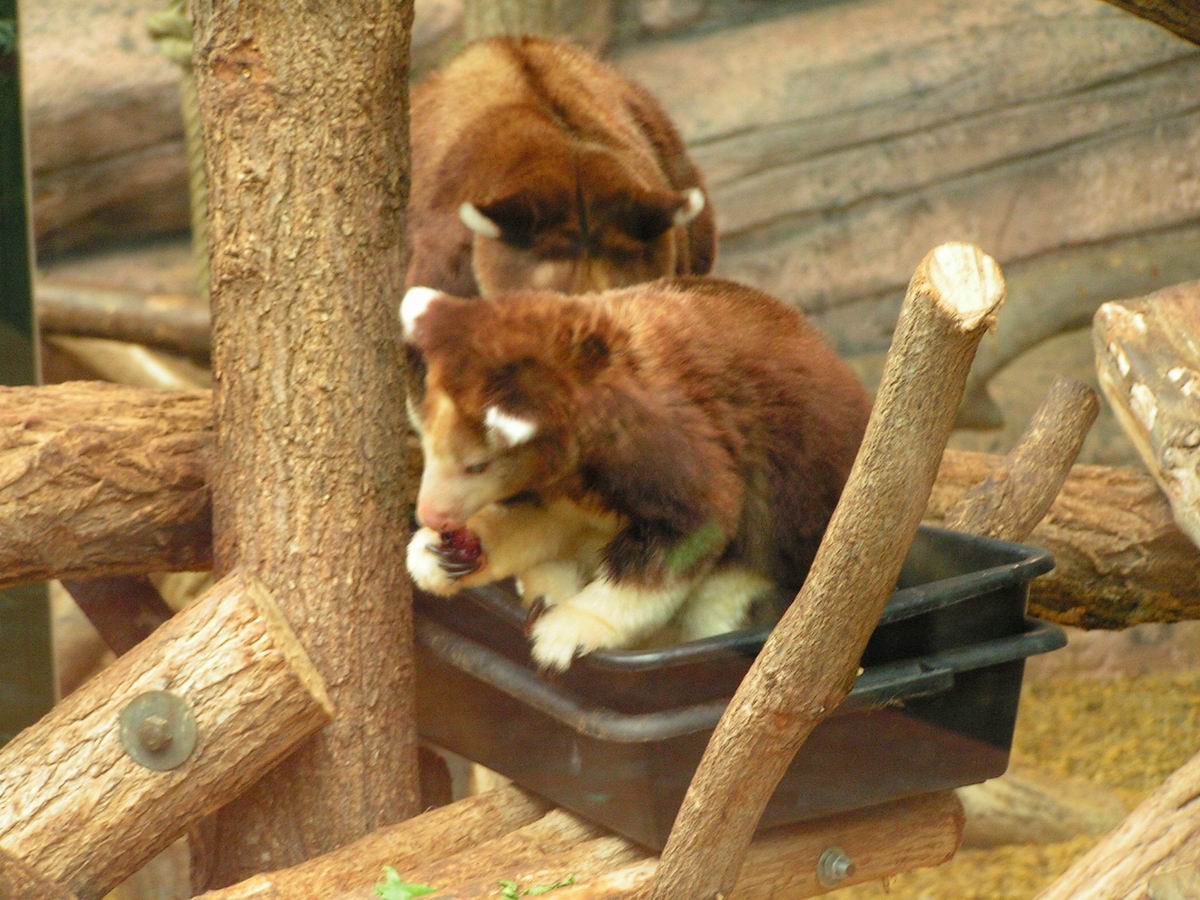 IMAGES DE MAMMIFERES